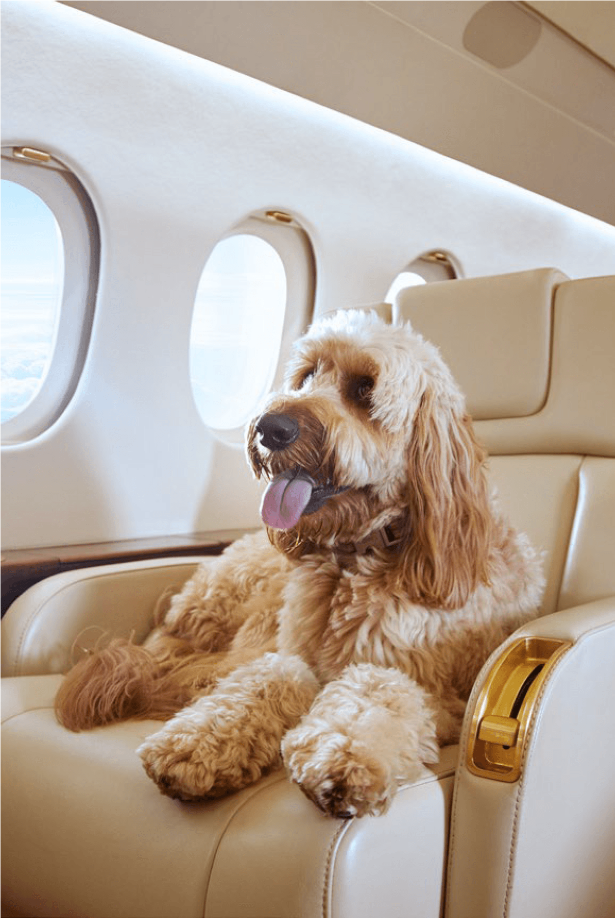 A dog relaxing inside a private jet cabin